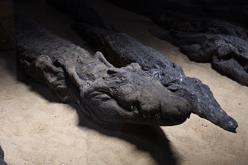 79 MAK_6408.jpg - I coccodrilli erano considerati incarnazioni del dio Sobek, dopo la morte, questi animali venivano mummificati in rituali elaborati come immagini sacre del dio.

